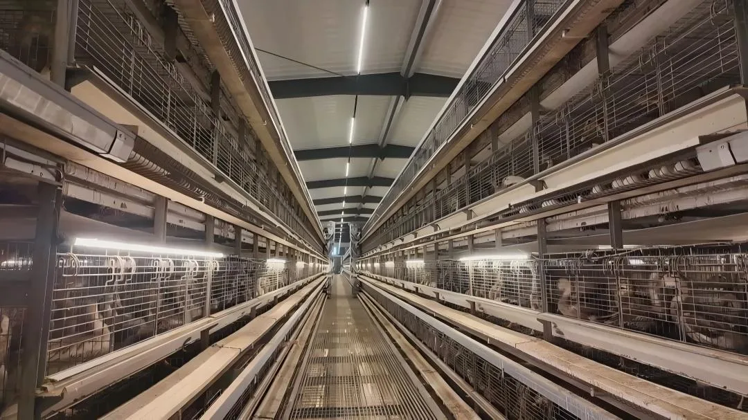 Completed interior with advanced poultry equipment and multi-tier cages