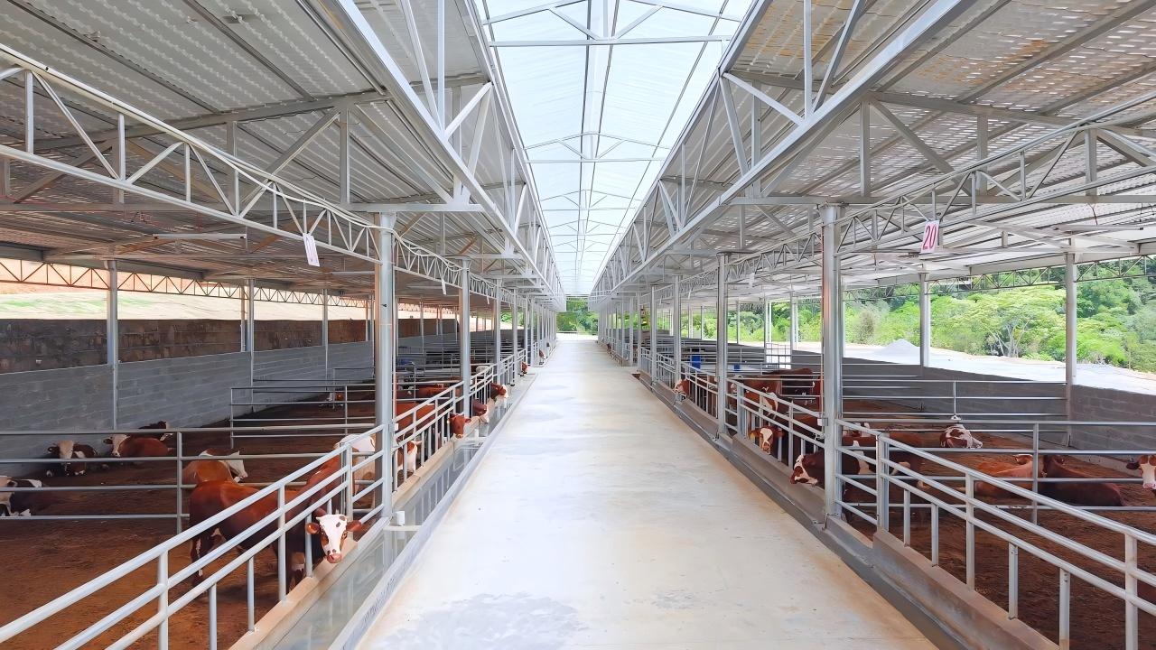 3000 SQM Galvanized Cowshed in Fort Worth
