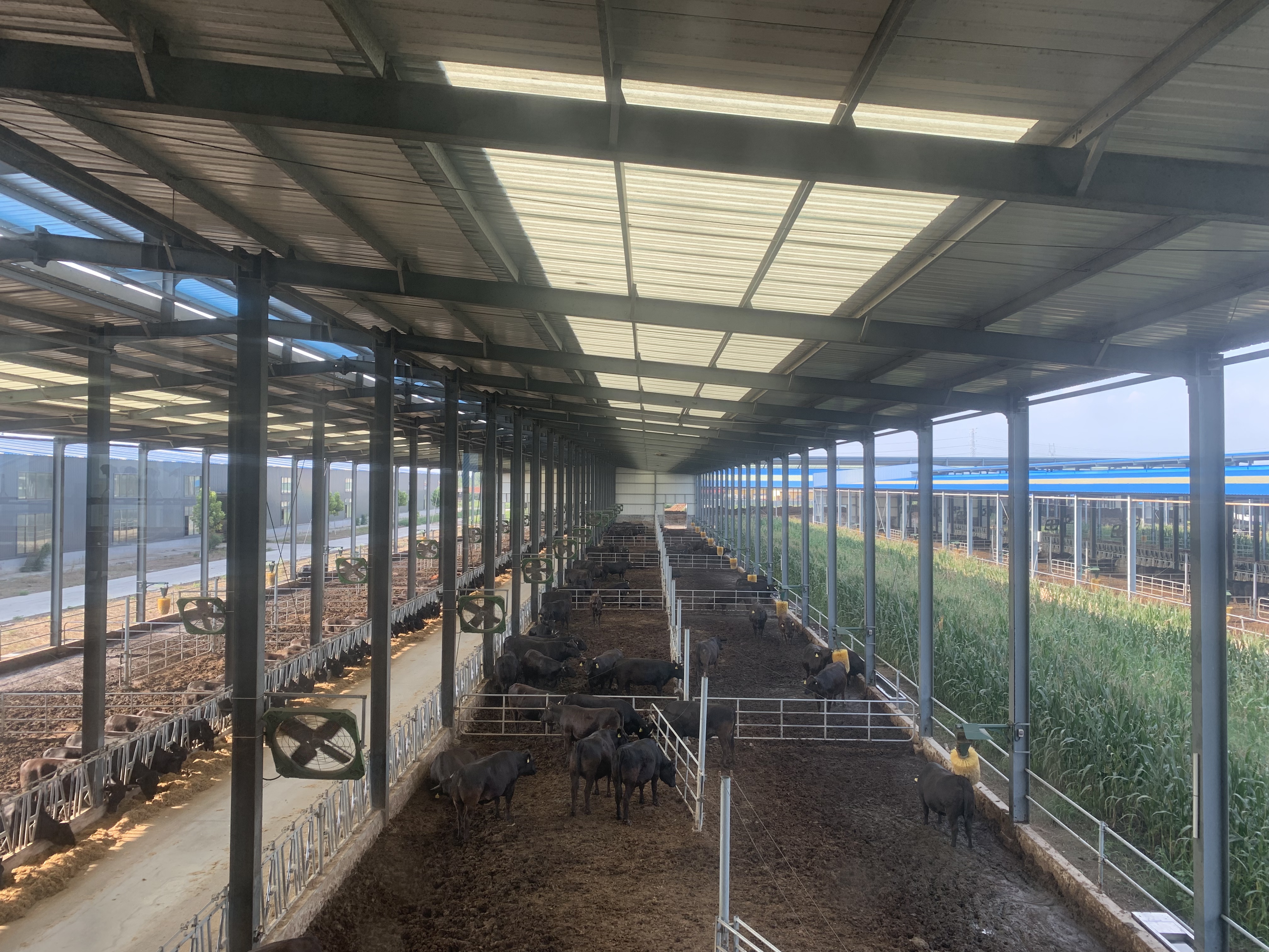 Steel Structure Cowshed in Mandalay