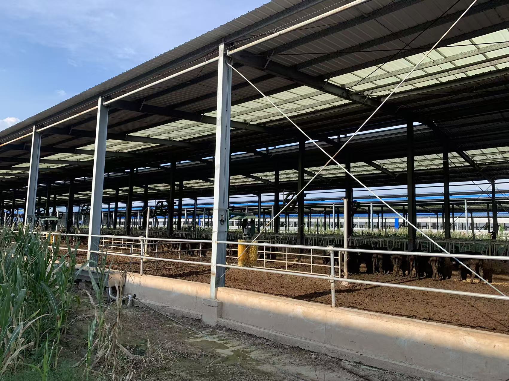 Steel columns and roof structure
