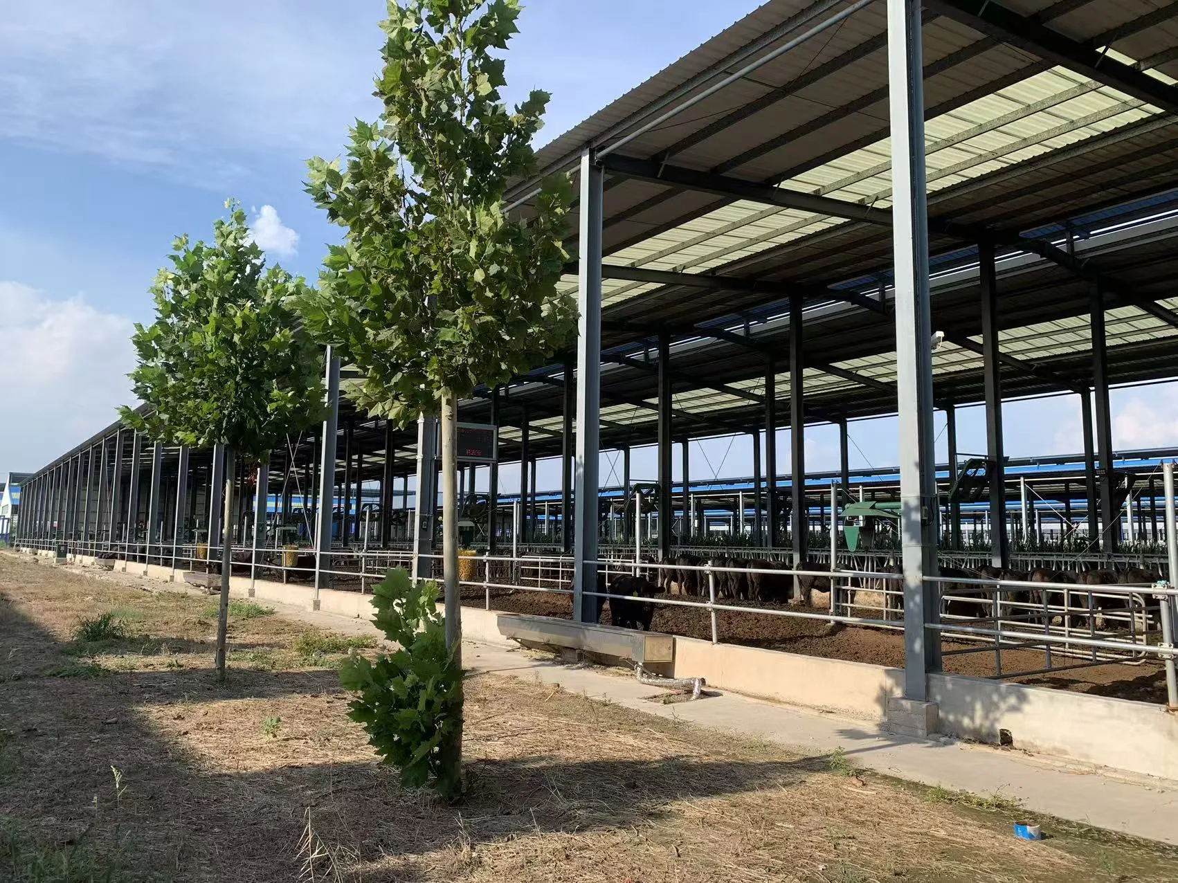 Exterior view of the cattle farm