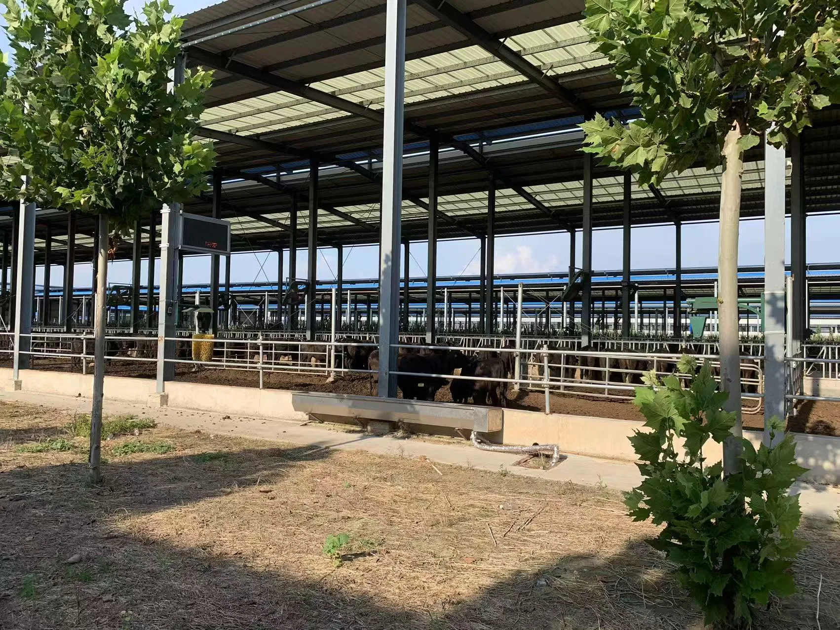 Natural ventilation layout of the cowshed