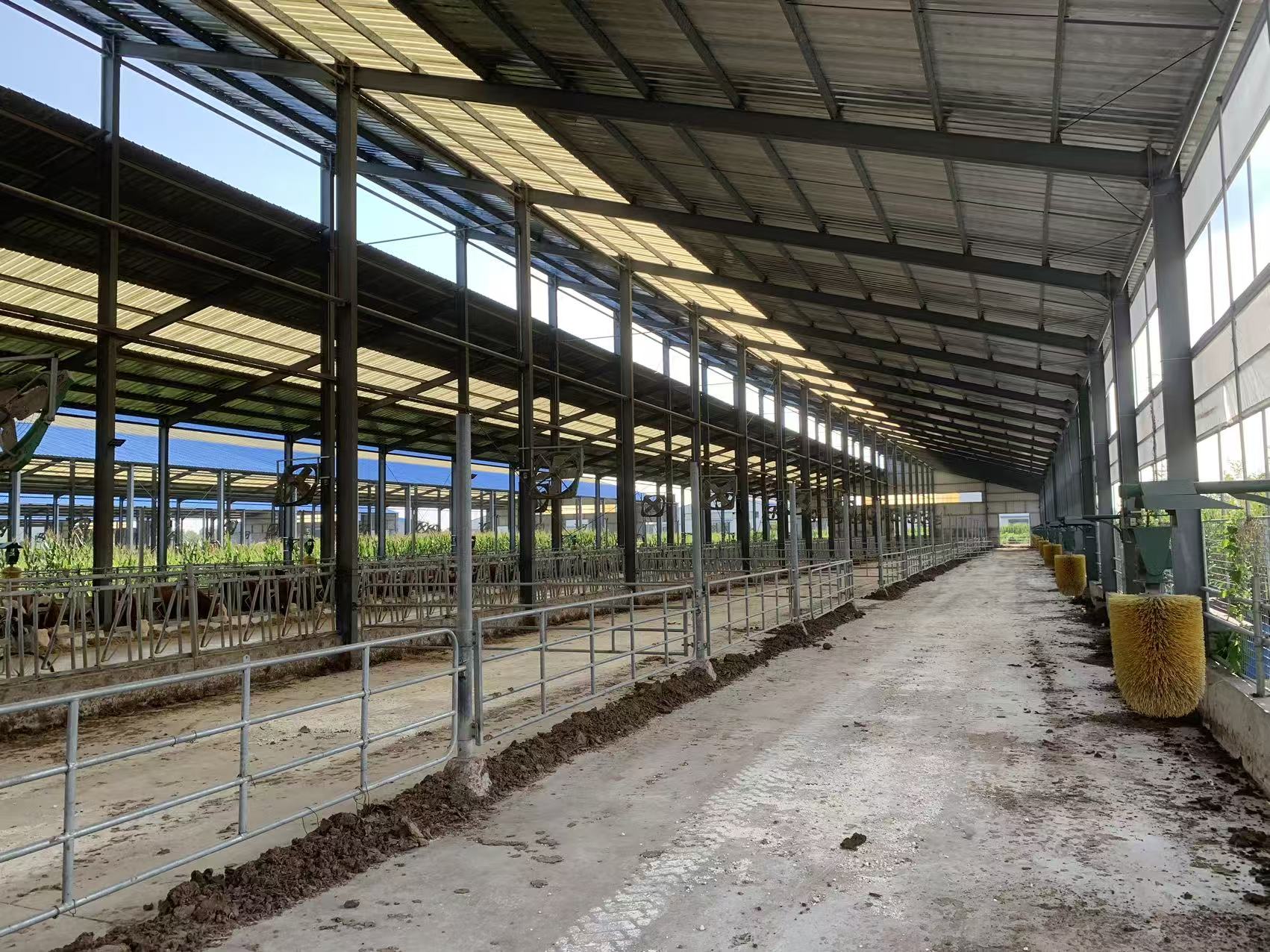 Livestock steel structure operating smoothly