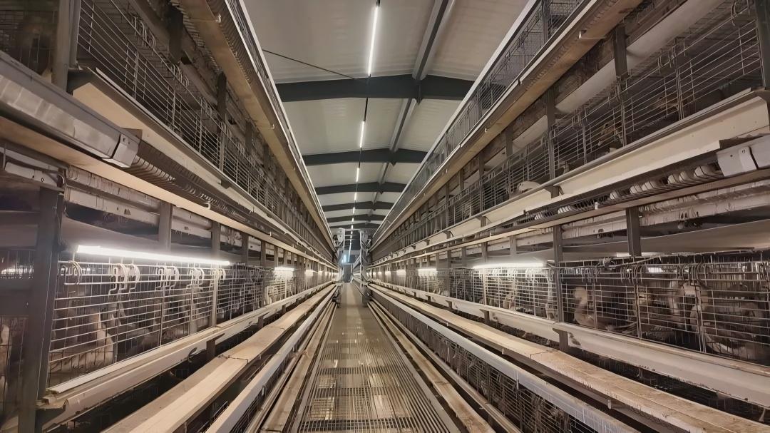 Automated poultry feeding, watering, and ventilation equipment suspended from galvanized steel structure